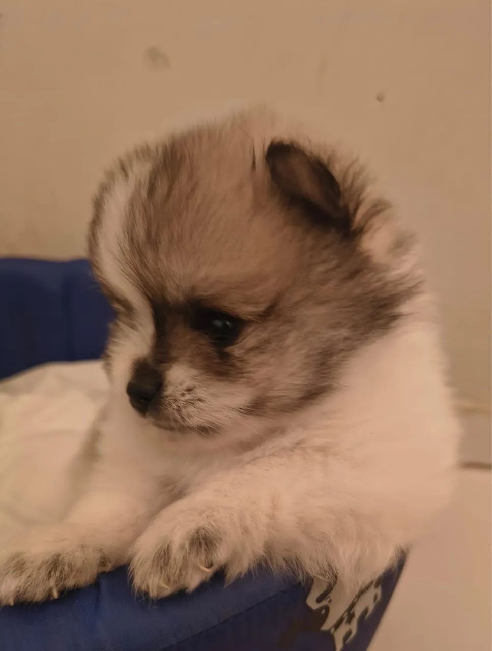 Cachorro