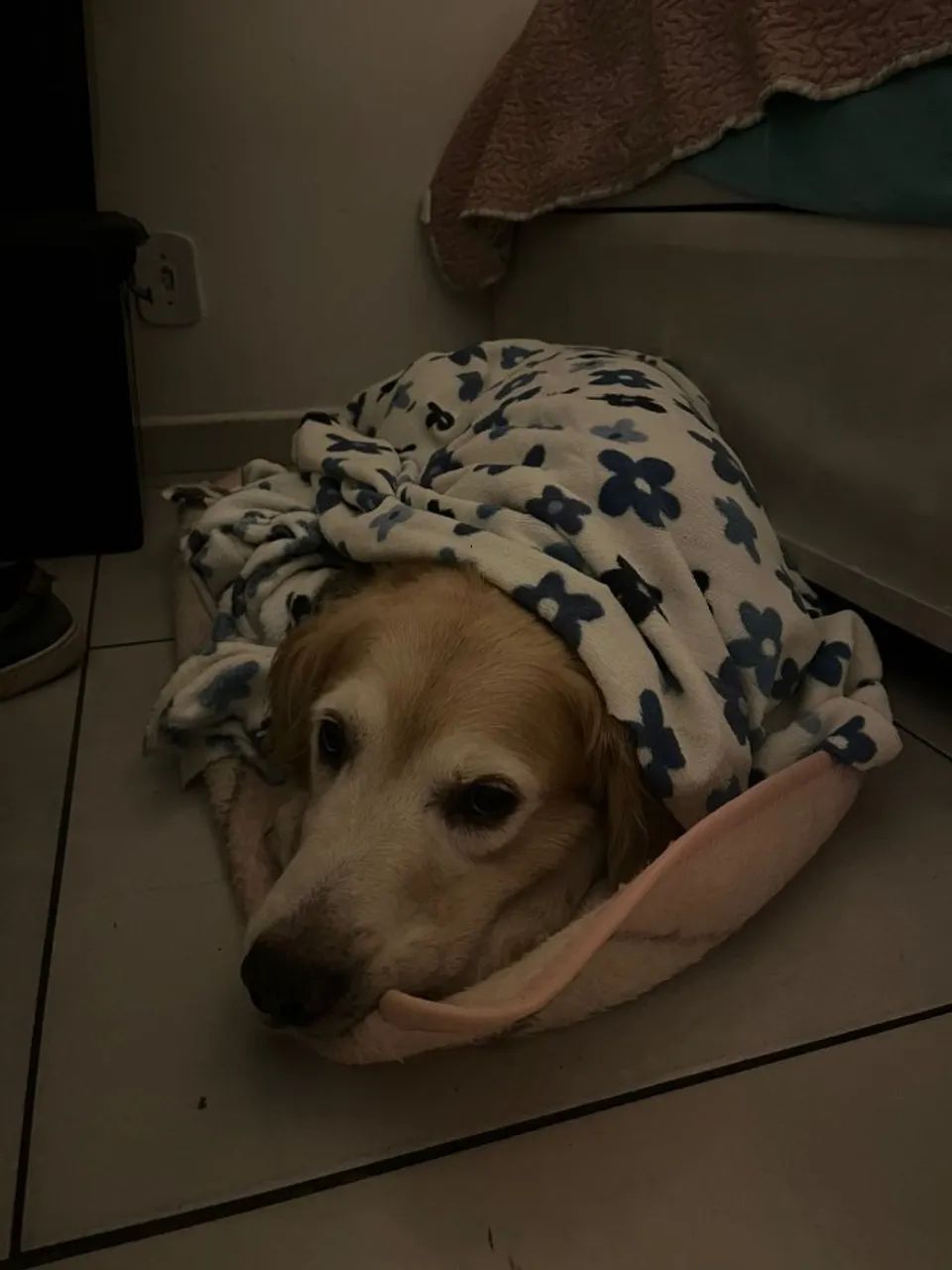 Pet Sitter - Foto 3