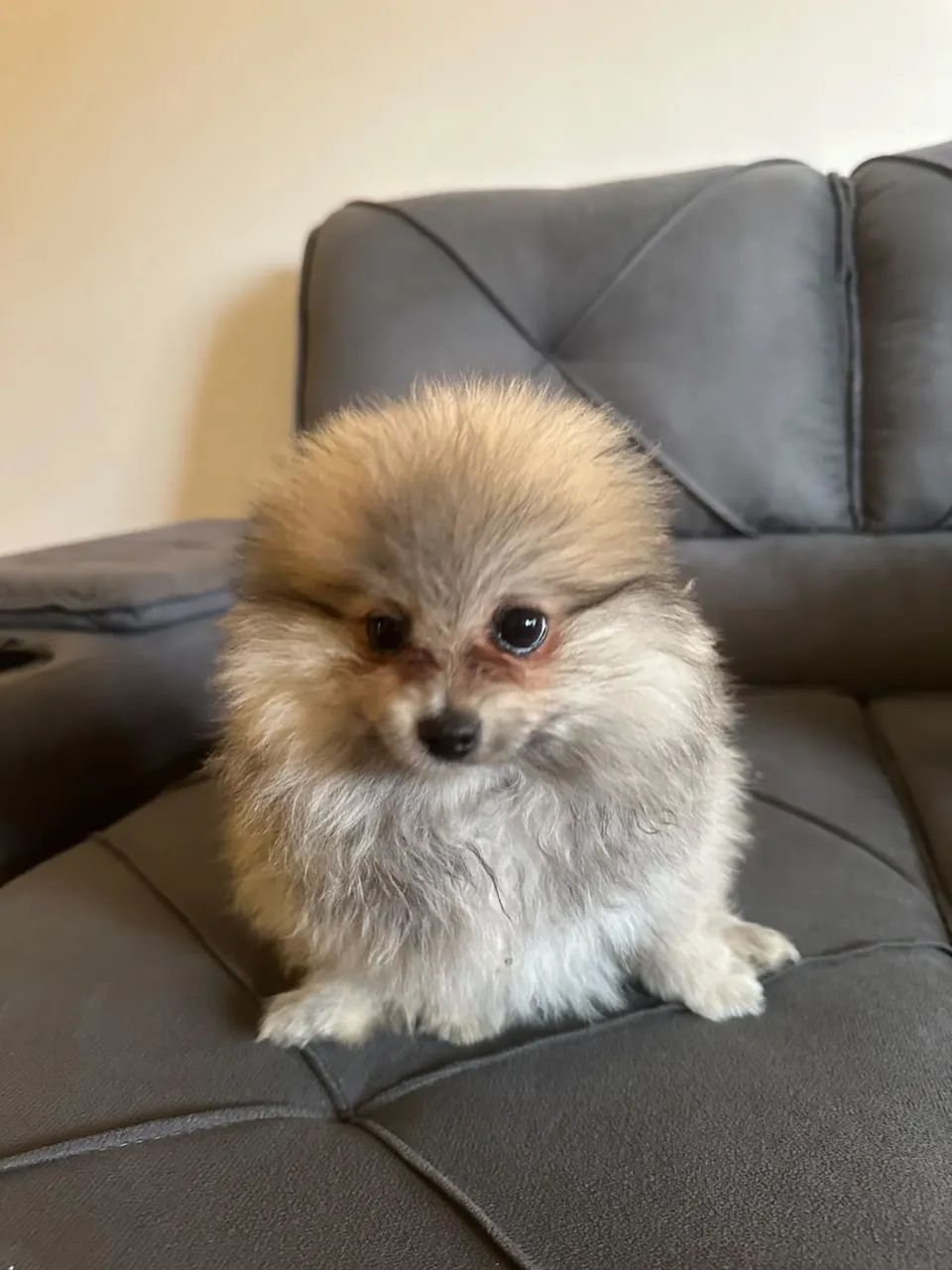Spitz alemão  - Foto 4