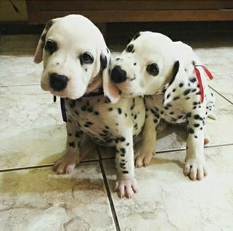 dalmatas com pedigree e garantia de 1 ano