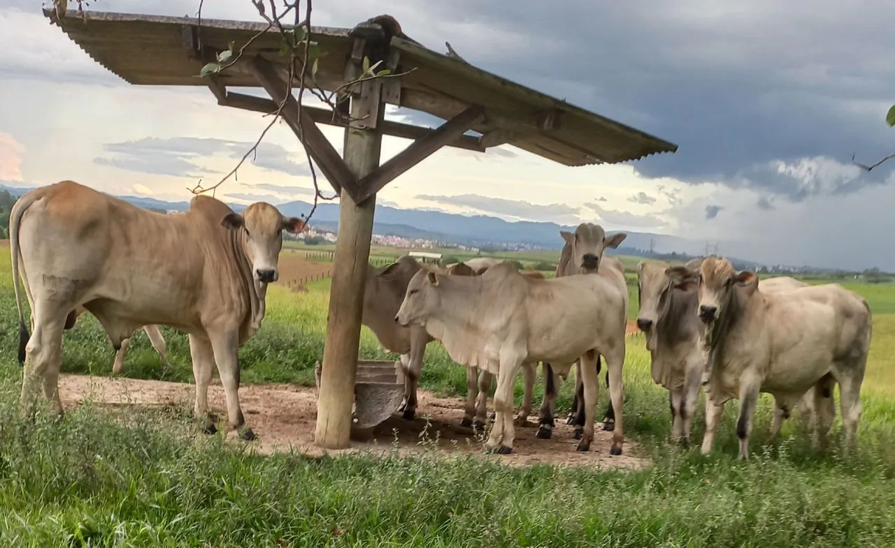 Touros Nelore PO - Foto 2