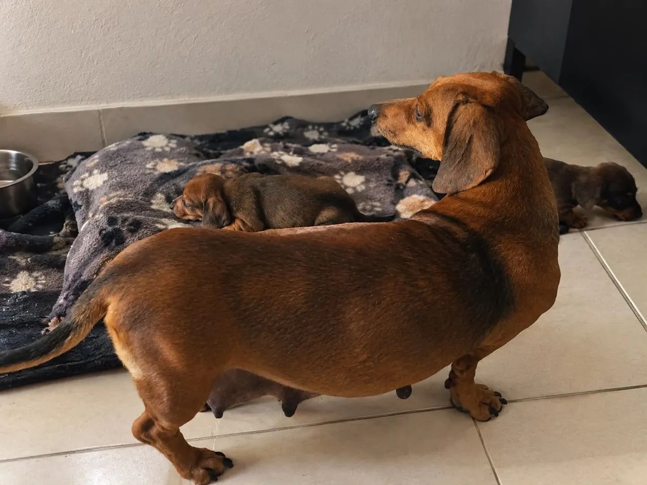 Filhote de salsicha  - Foto 2