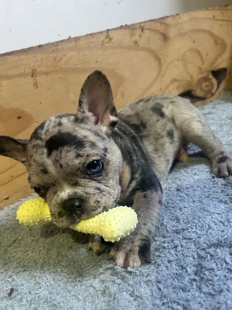 Bulldogue  - Foto 3
