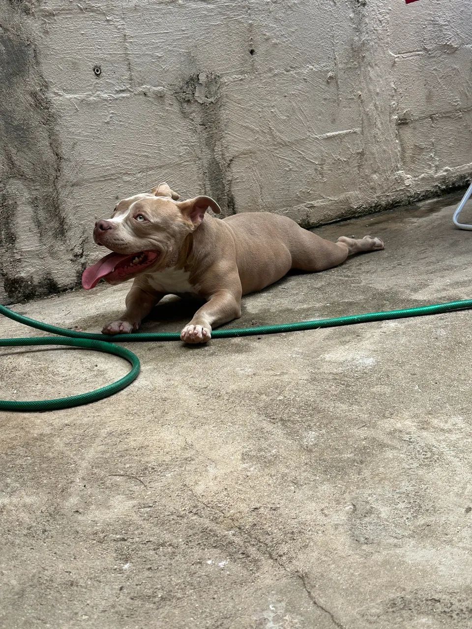 Cachorro - Foto 2
