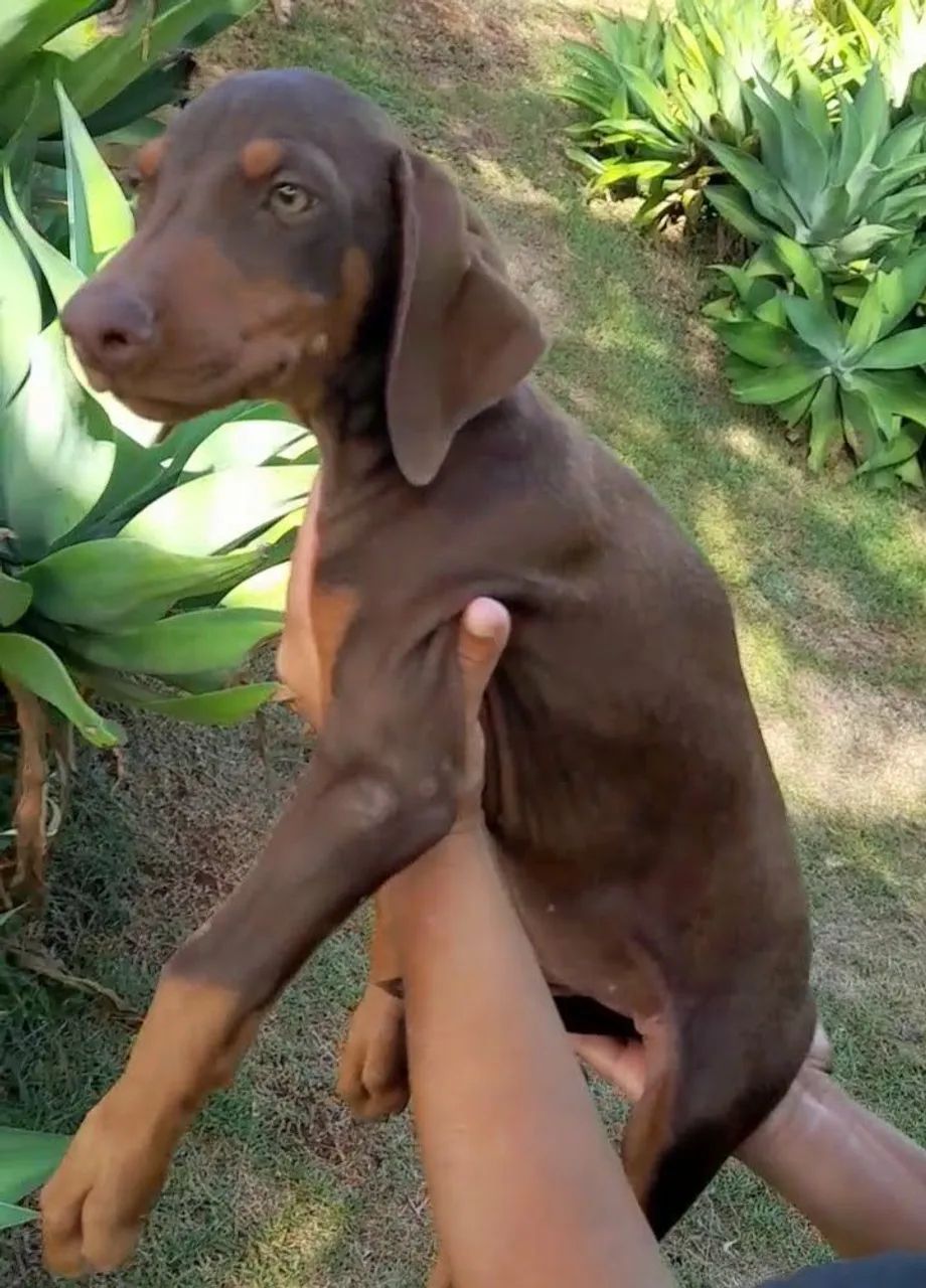 Dobermann - Foto 3