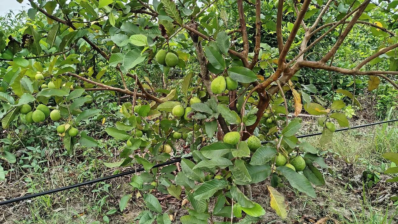 Mudas de Goiaba enxertada - Foto 2