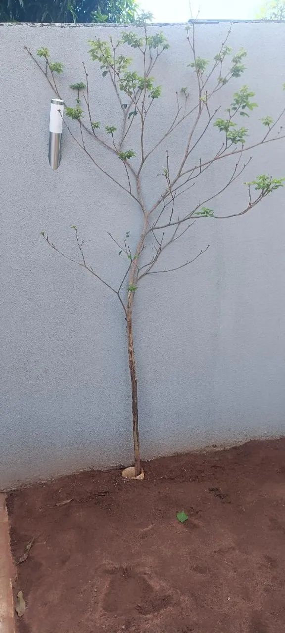Pé de Ipê amarelo - Foto 3