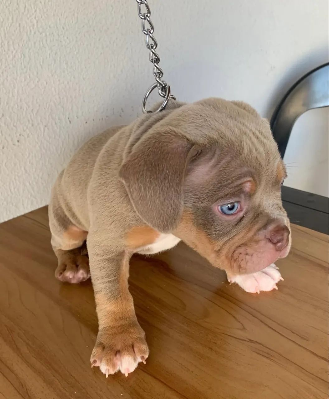 American Bully fêmea micro  - Foto 2