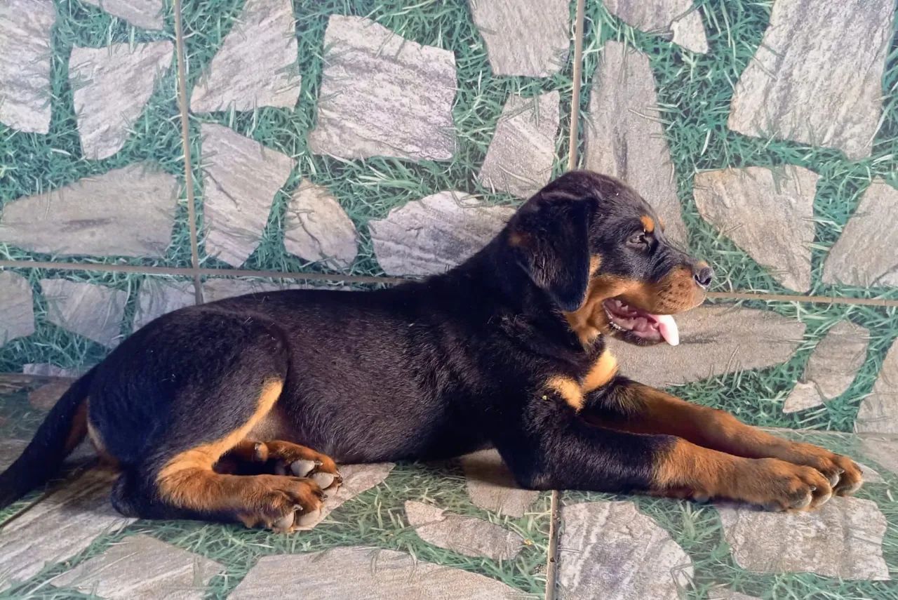 Macho Rotweiller 