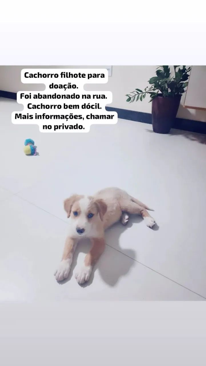 Cachorro para doação 