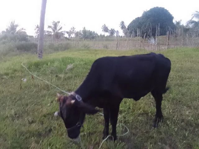 Bezerra - Foto 2