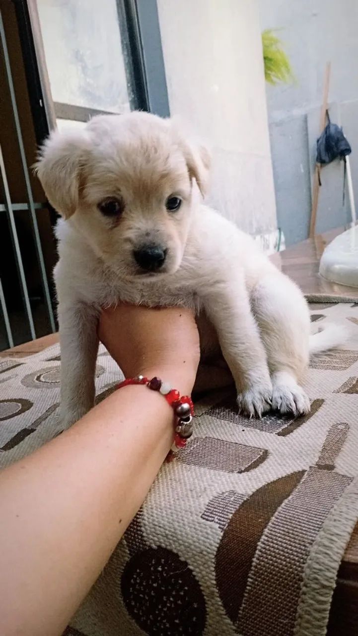Cachorrinhos doação  - Foto 3