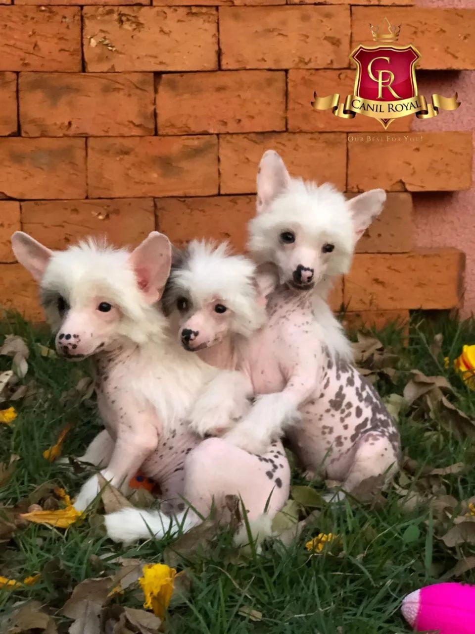 Cão de Crista Chinês filhotes