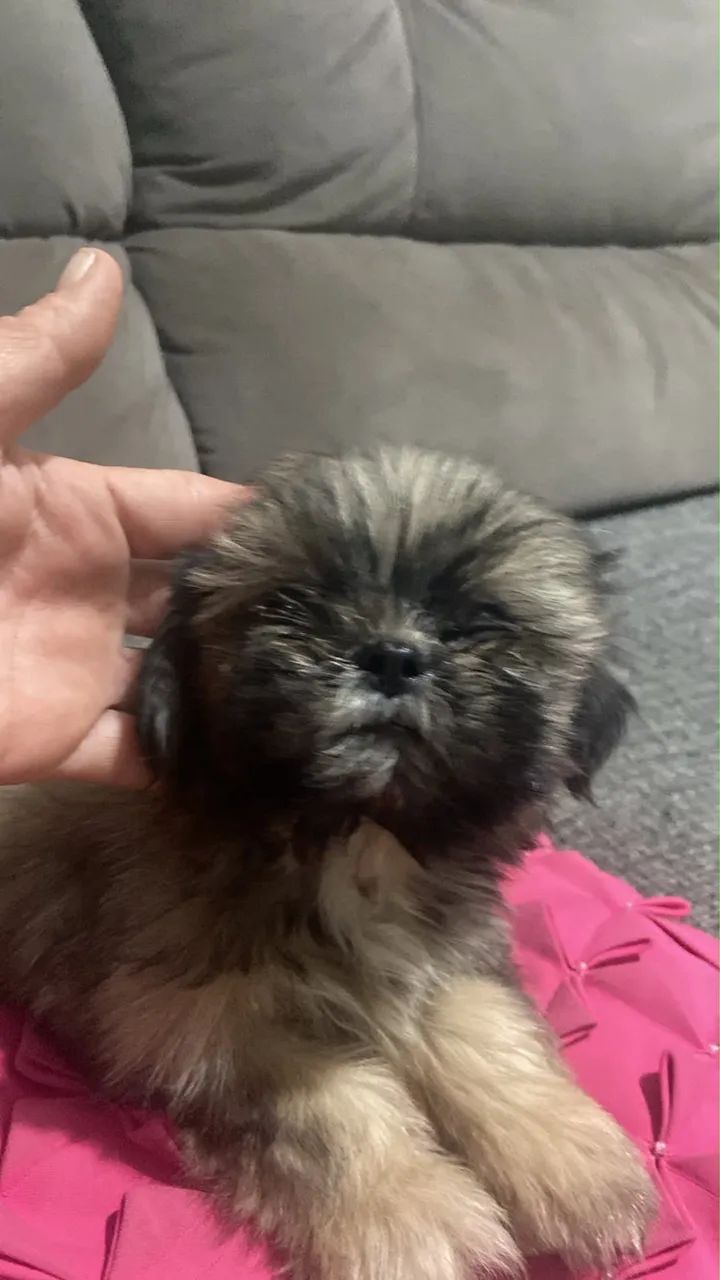 Vendo lhasa Apso macho  - Foto 5