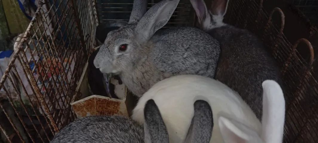 Coelhos da Raça Rex adultos - Foto 3