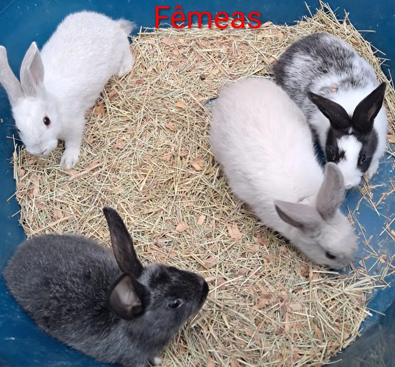 Coelhos  - Foto 5