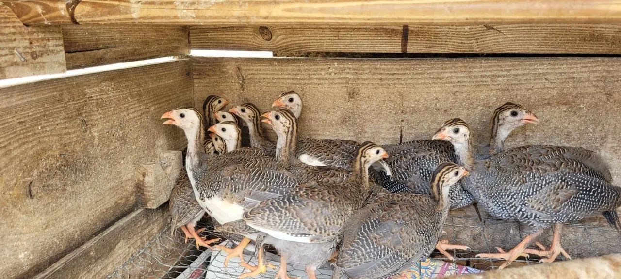 Galinha-d'angola - Foto 2