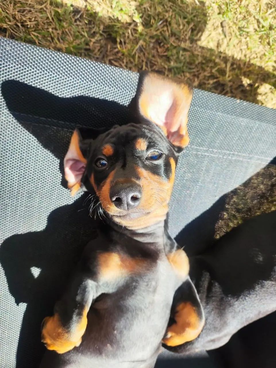 4 filhotes de dachshund  - Foto 3