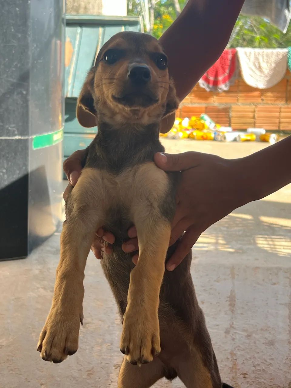 Pinscher N1 2meses - Foto 5