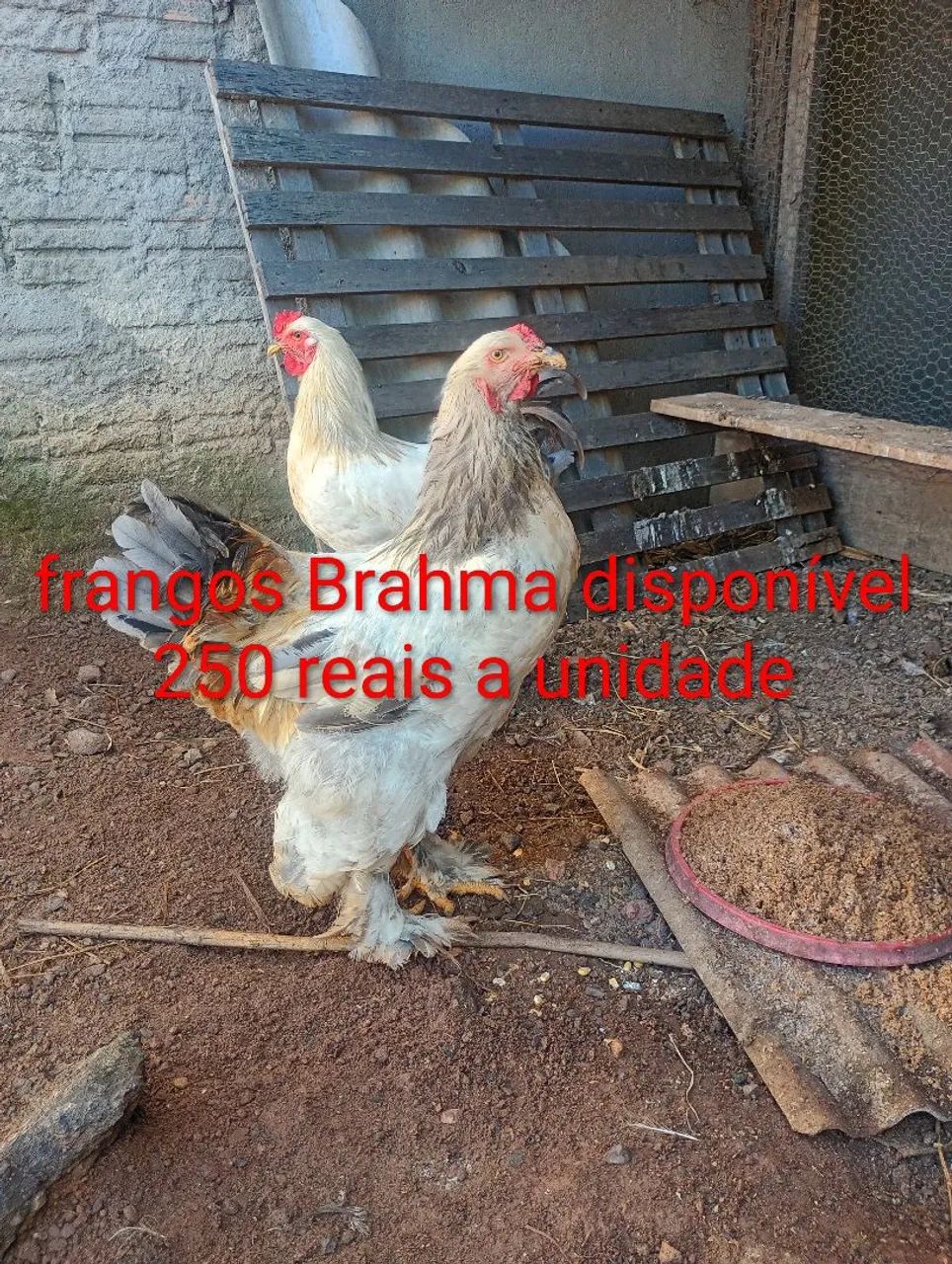 Frangos Brahma disponível 250$ - Foto 2