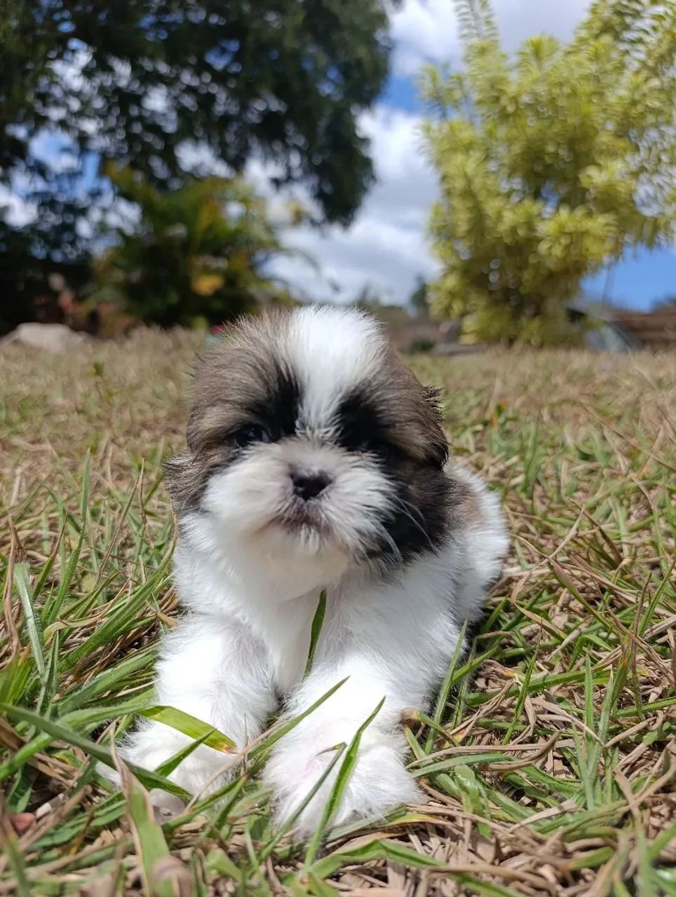 ShihTzu  - Foto 4
