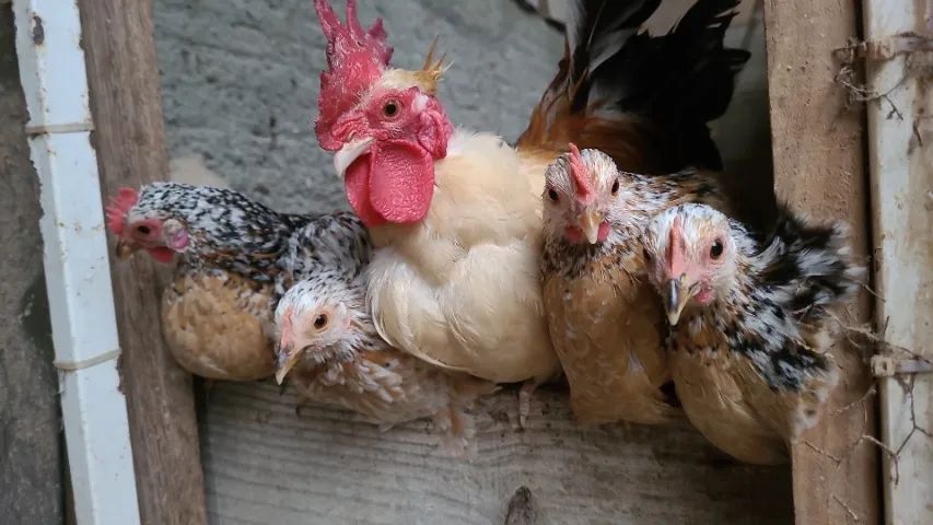 Garnise miudo polaco e comum - Foto 2