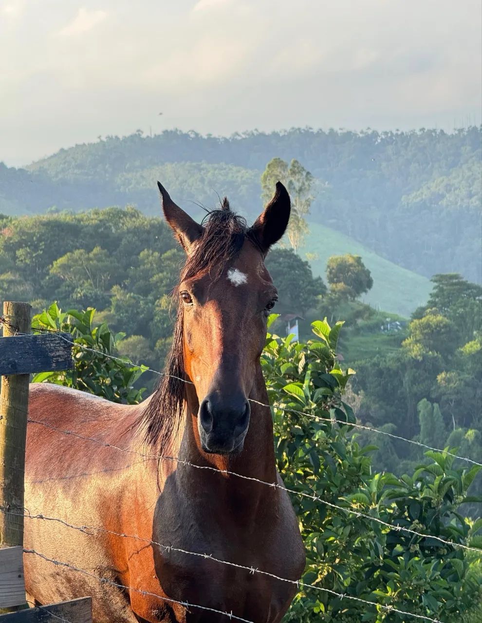 Mangalarga Marchador - Batida - Foto 3