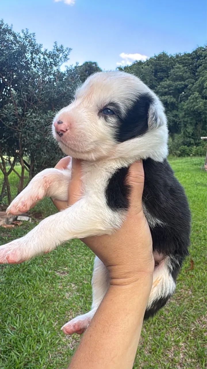 Border collie disponíveis - Foto 6