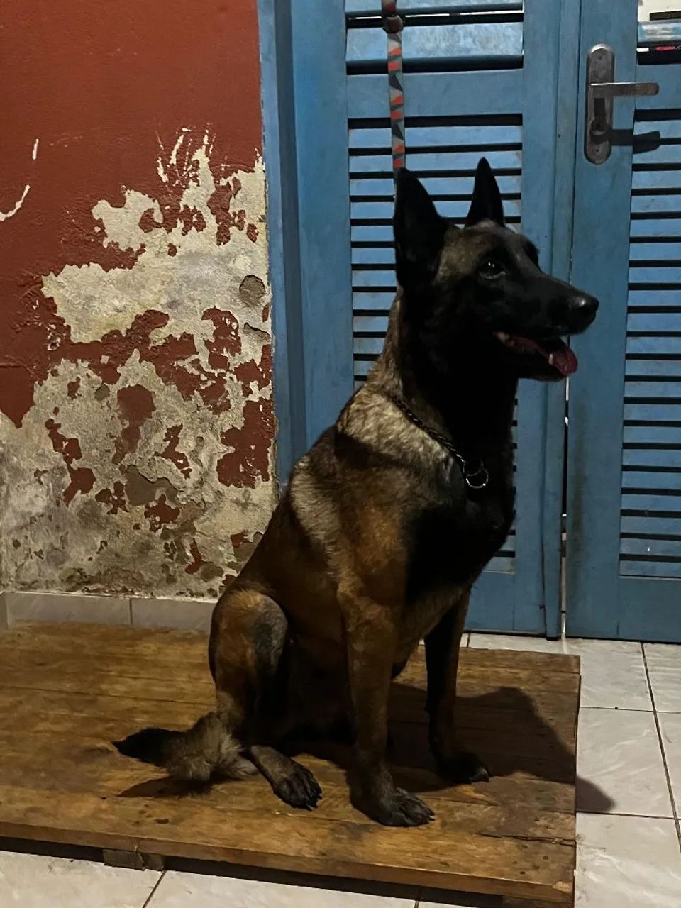 Belga malinois fêmea  - Foto 4