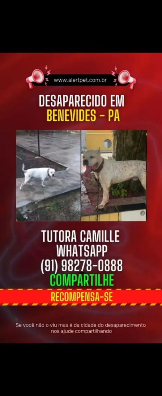 Pit bull desaparecido  - Foto 2