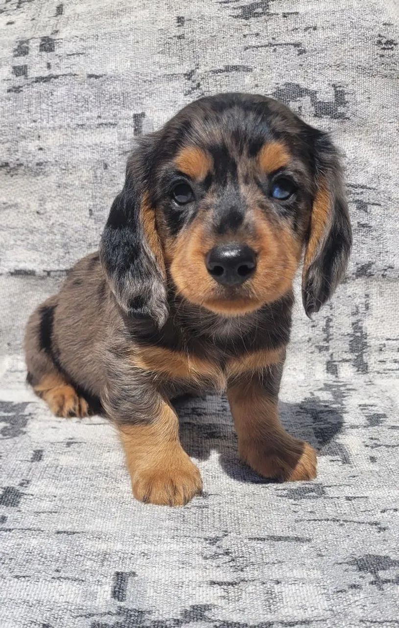 Dachshund macho pelo longo  - Foto 3