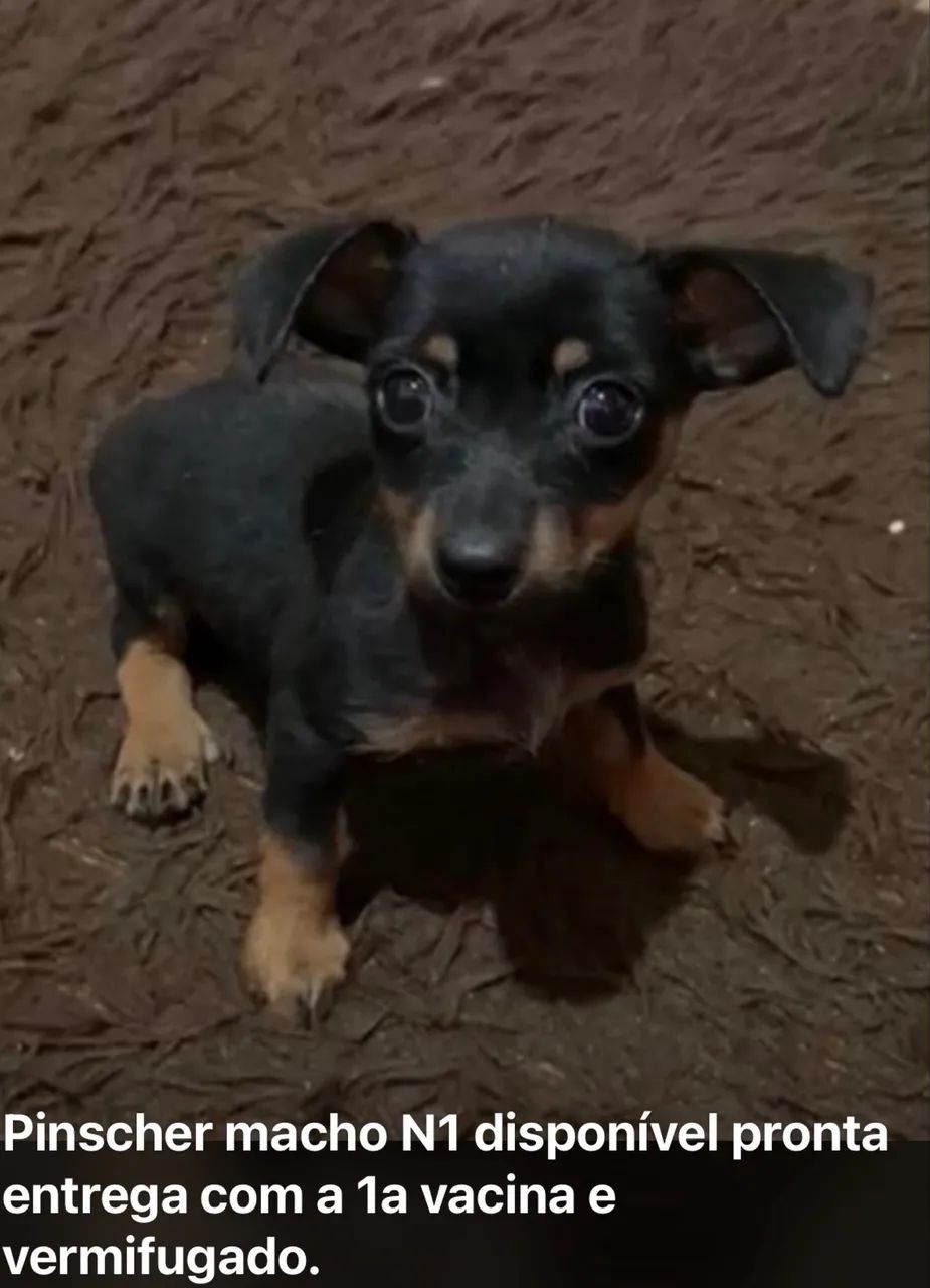 Filhote Pinscher macho 1