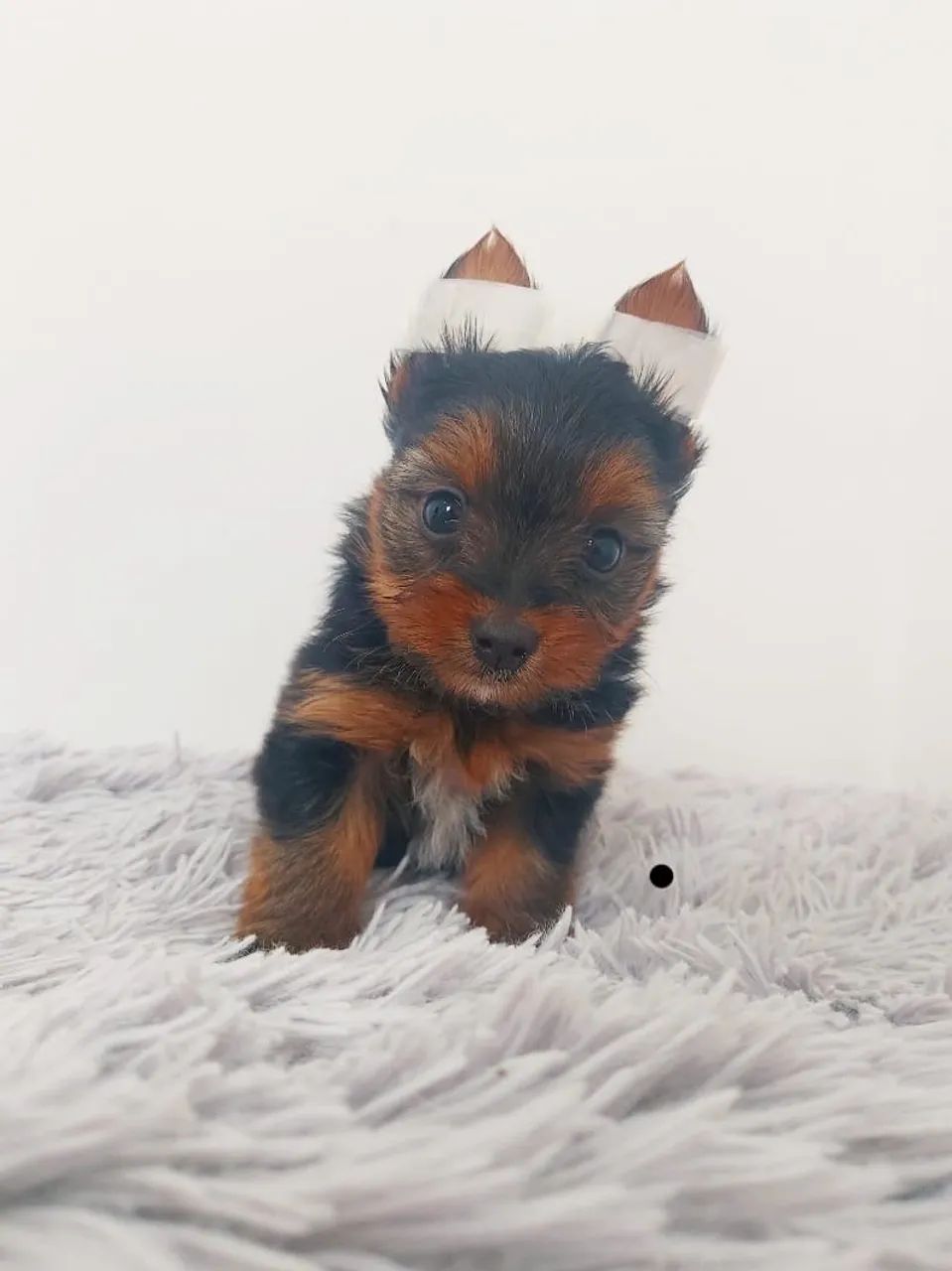 Yorkshire Terrier micro vendas  - Foto 2