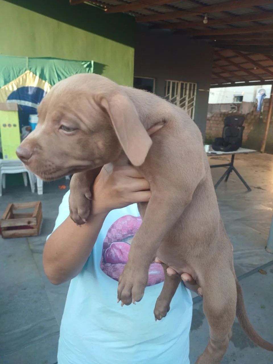 PITMOSTER COM PEDIGREE - Foto 3
