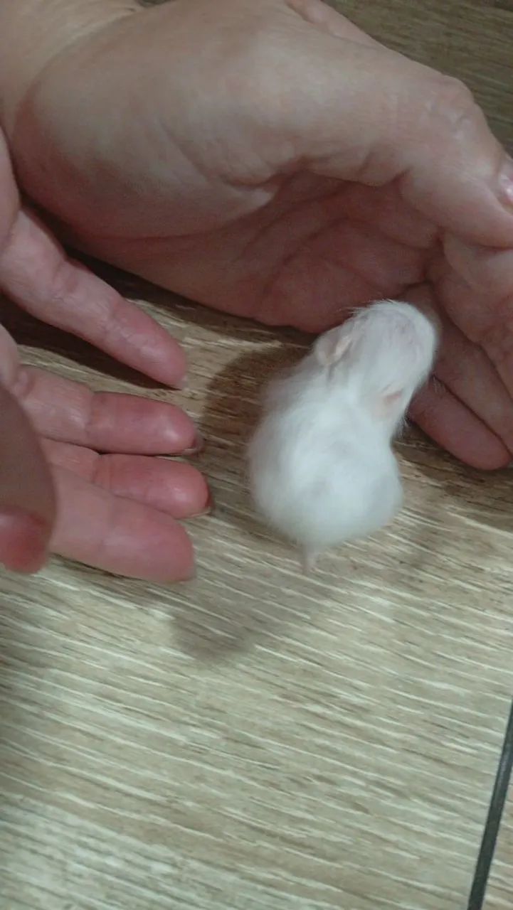 Hamster filhote  - Foto 2