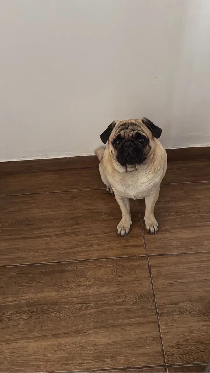 Pug para cruzar  - Foto 2