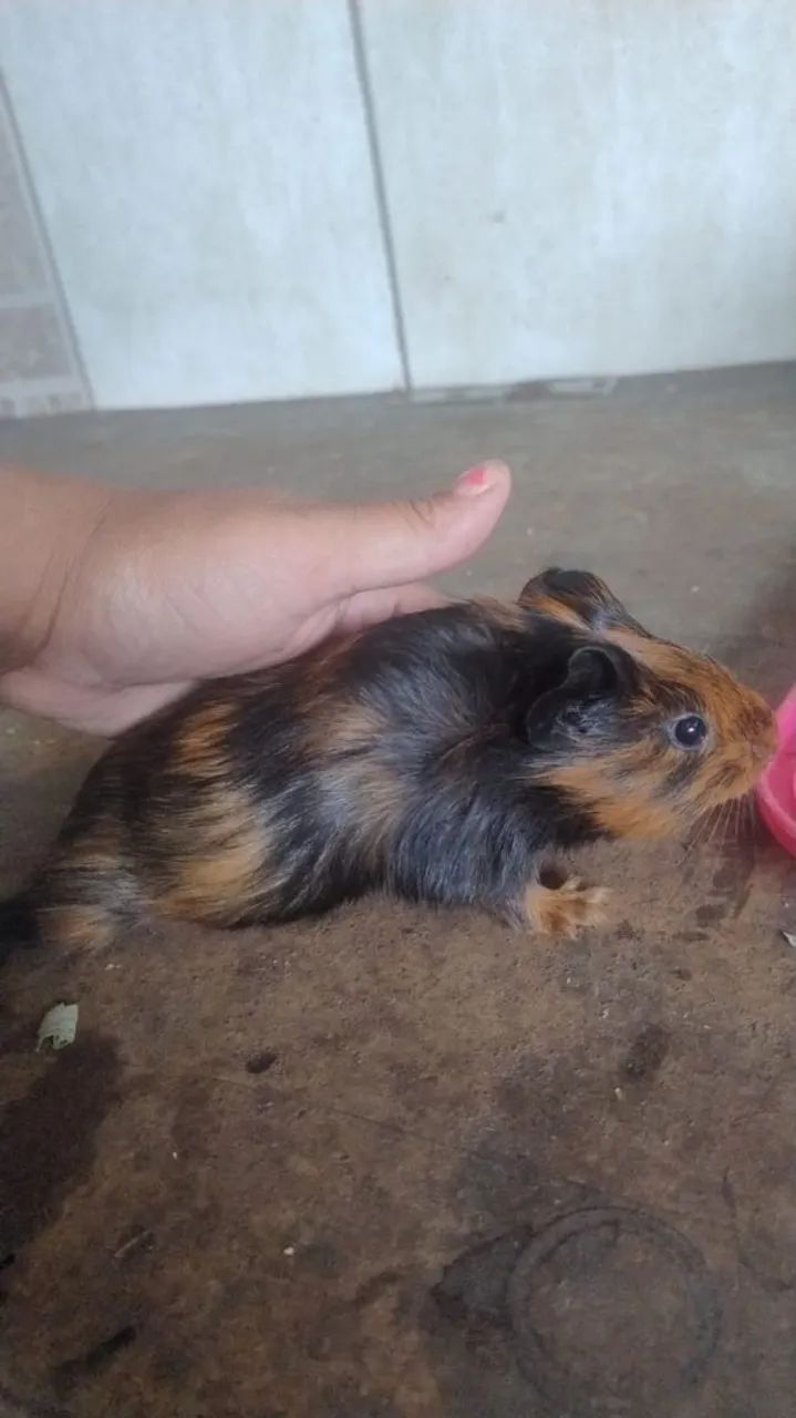 porquinho da índias filhotes machos  avenda por 70reais
