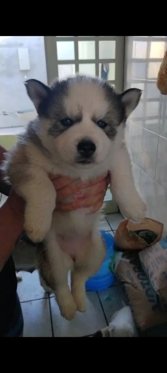 Husky olhos azuis  - Foto 3