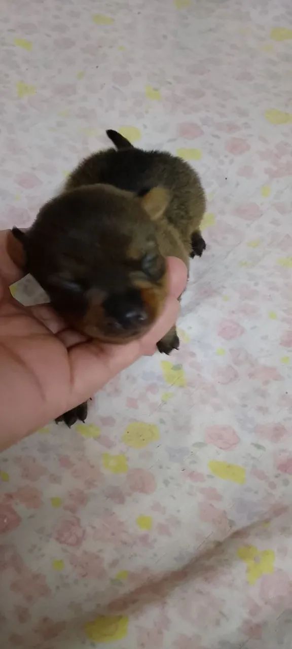 Pinscher com Chihuahua  - Foto 3