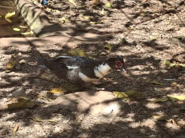 Pato macho  - Foto 2