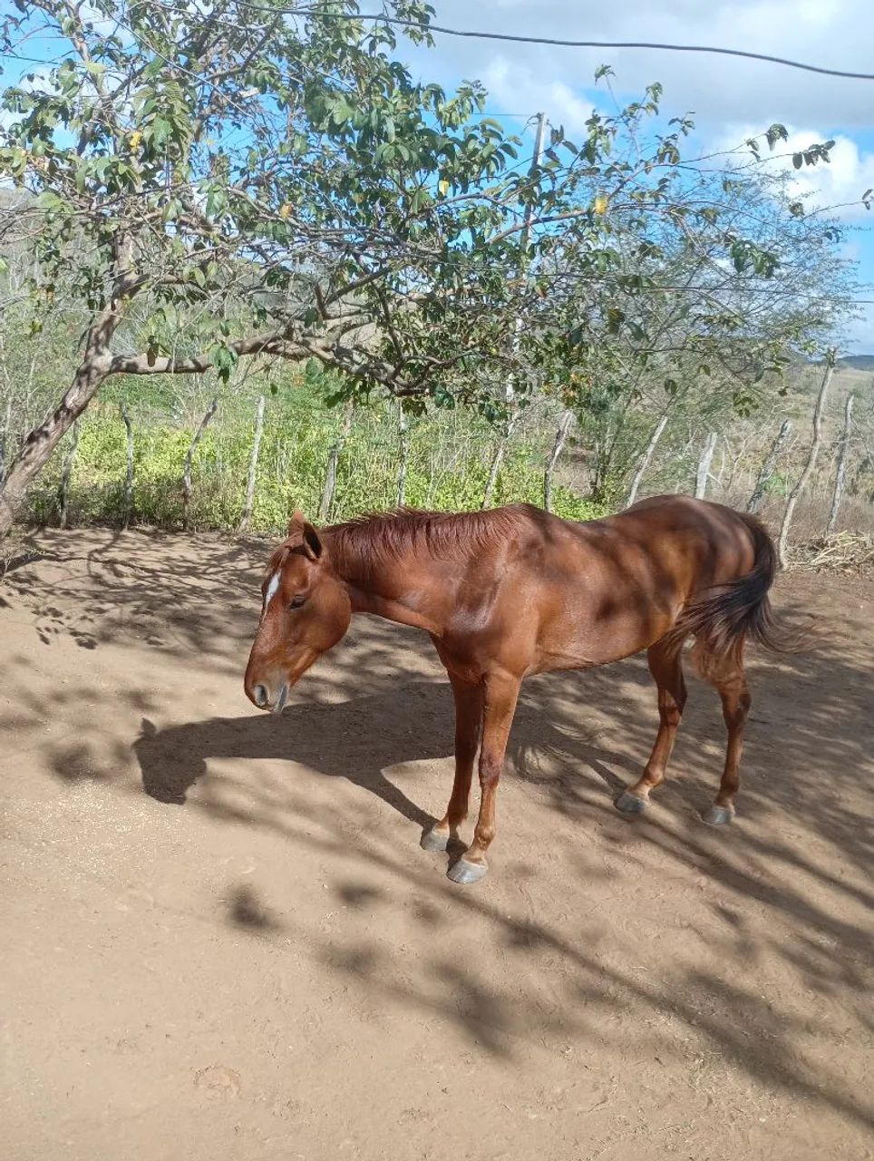 Gil - Foto 4