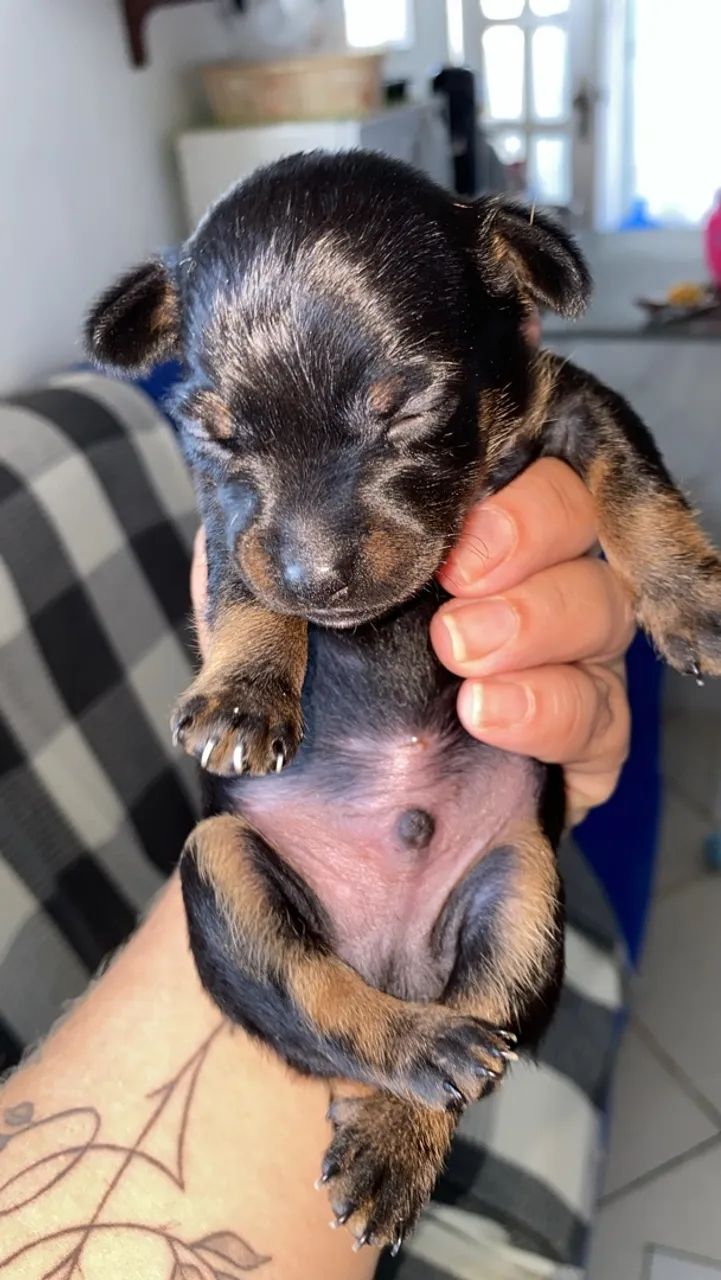 Cachorro - Foto 4