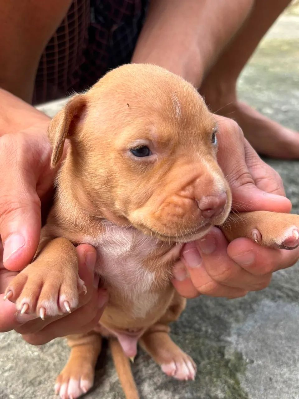 Cachorro Pit monster  - Foto 5