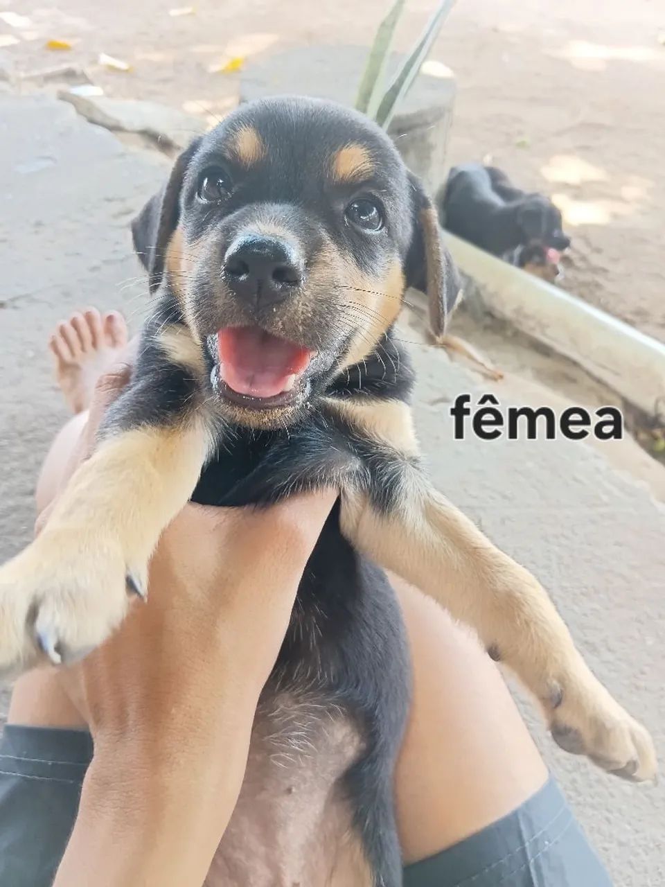 Doação de cachorros