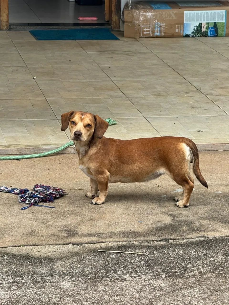 Adoção  - Foto 5