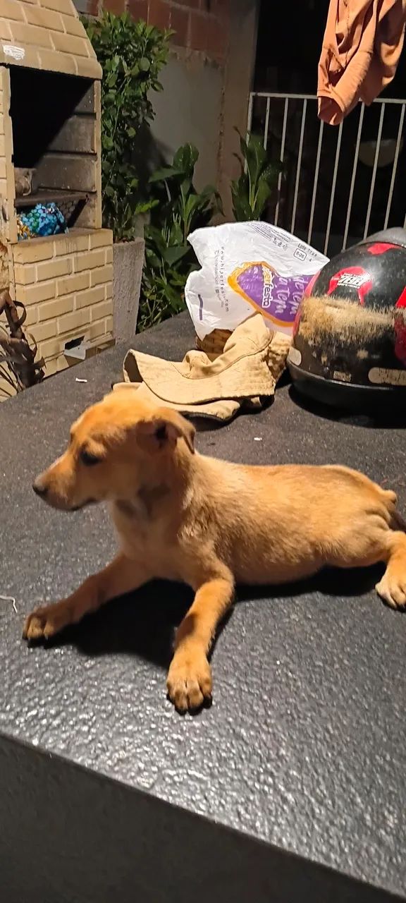Estou doando esses cachorrinhos - Foto 3