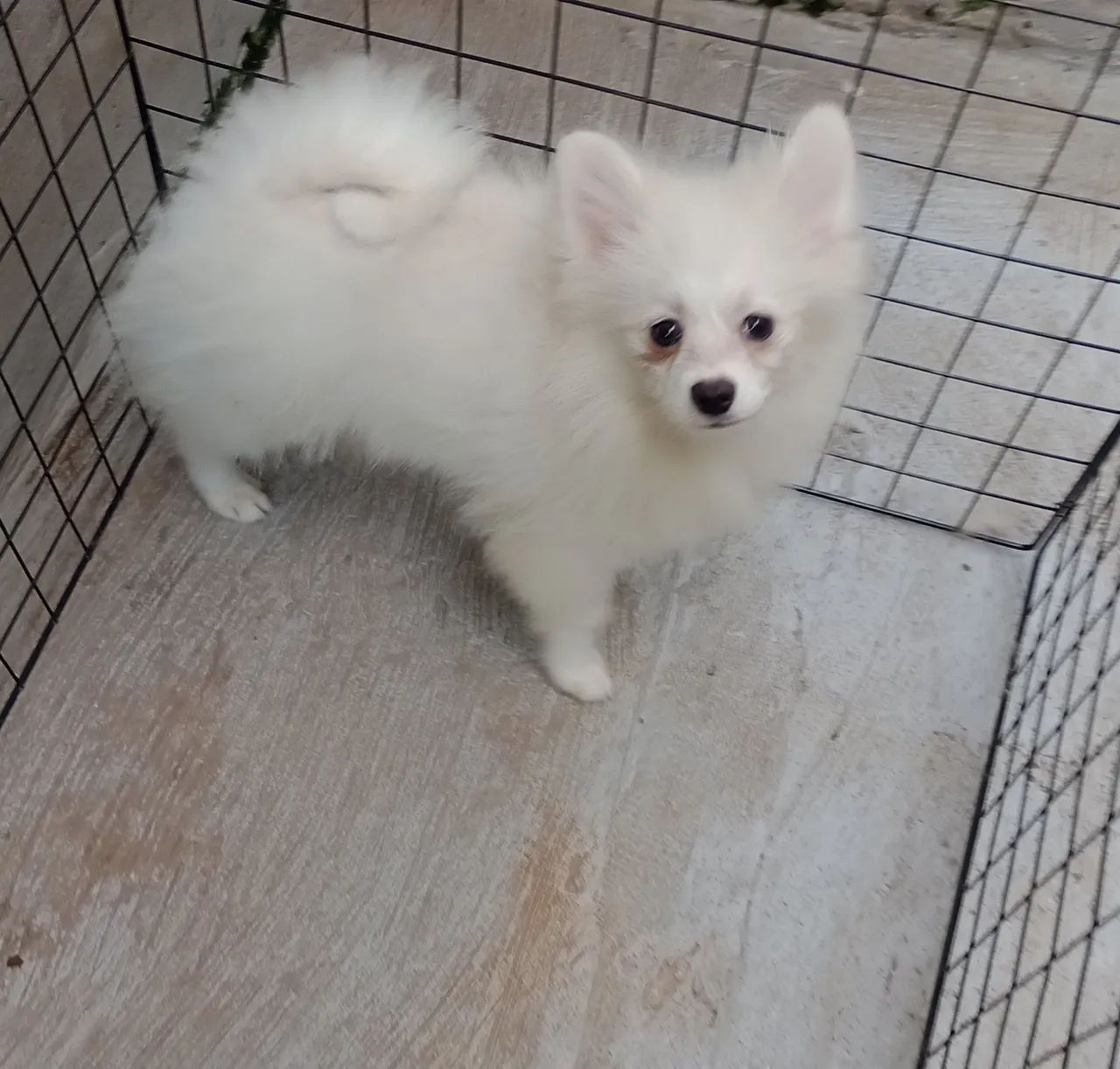 Spitz alemão 