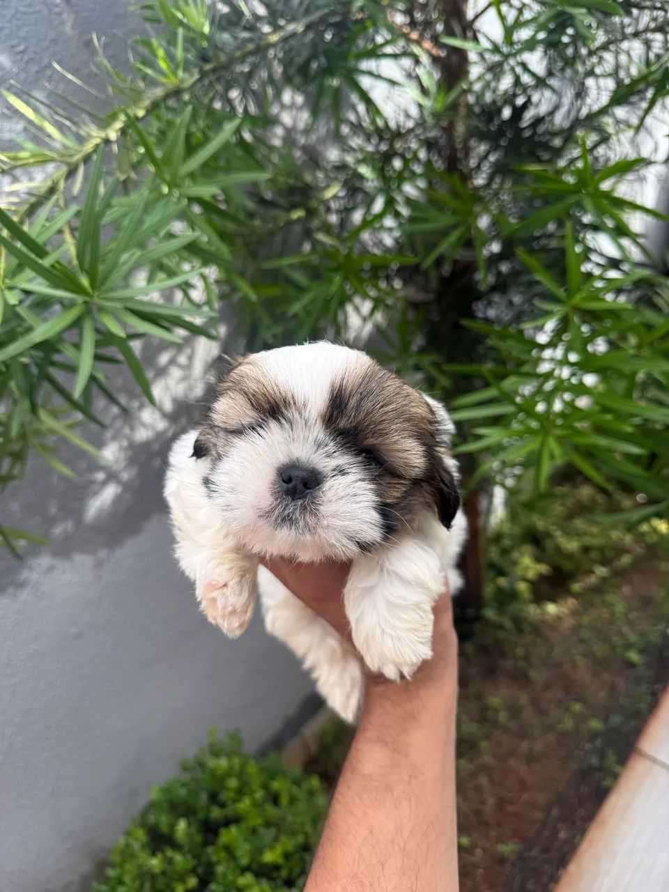 Shi-tzu fêmea  - Foto 2