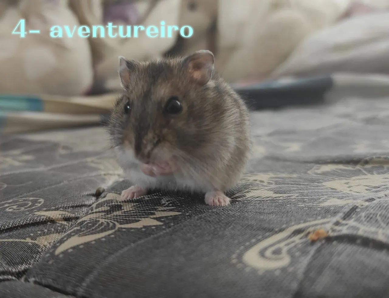 Hamster anão russo - Foto 2