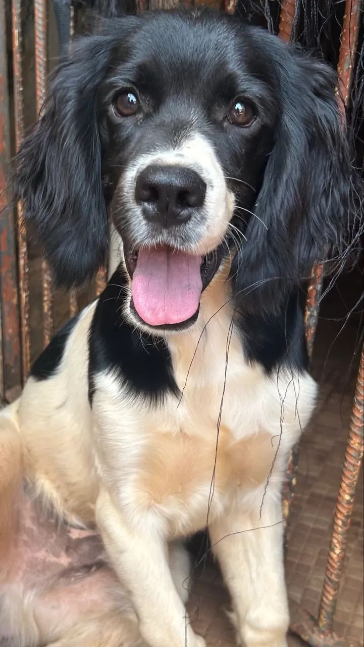 Filhote cocker spaniel